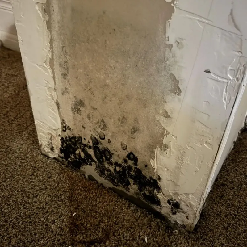 Professional Mold Removal in Plano, KY